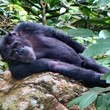 Huge male Chimp resting